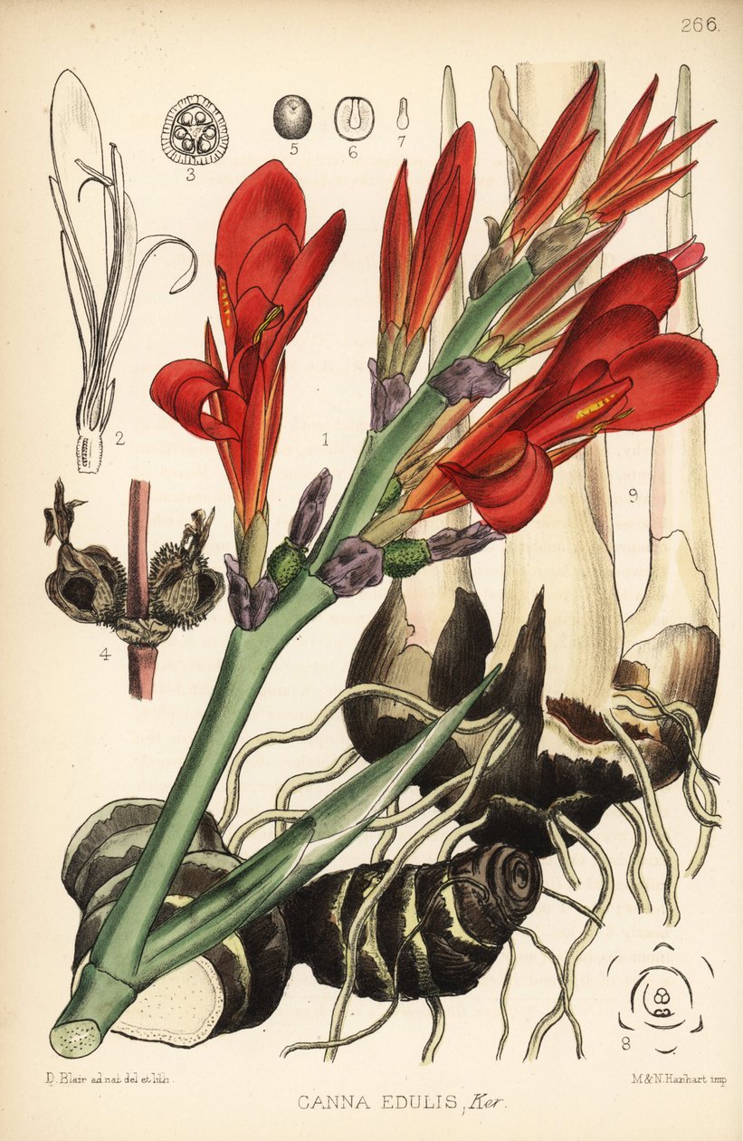 印度射击、achira 或 meeru、Canna indica (Canna edulis)。 汉哈特 (Hanhart) 手绘版画，根据大卫·布莱尔 (David Blair) 绘制的植物插图，来自伦敦罗伯特·本特利 (Robert Bentley) 和亨利·特里门 (Henry Trimen) 的药用植物 作者 布莱尔
