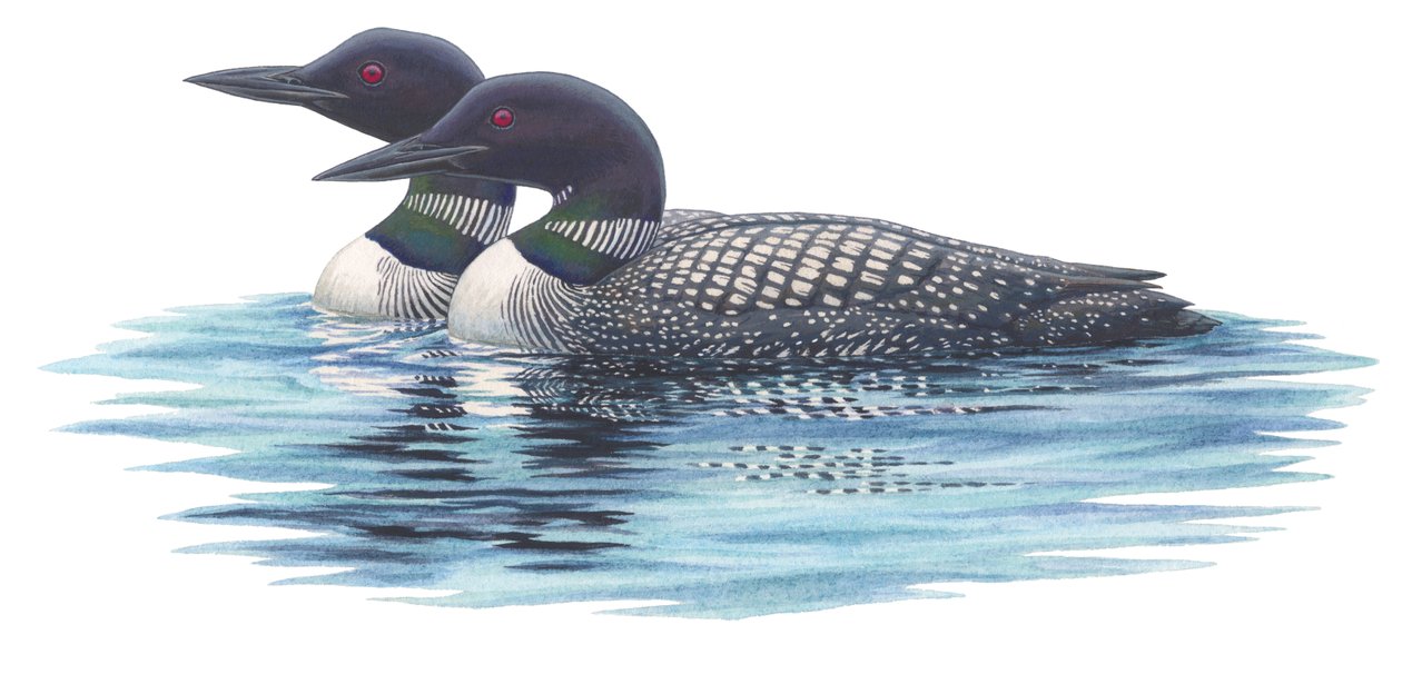 普通泥鳅（水彩和水粉画） 作者 达姆斯特拉·艾米丽