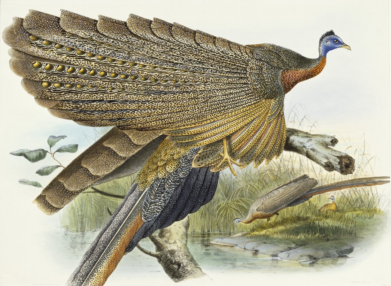 Phadianidae。 Argusianus Grayli，1870-1872 作者 丹尼尔·吉罗·艾略特（Daniel Giraud Elliot）