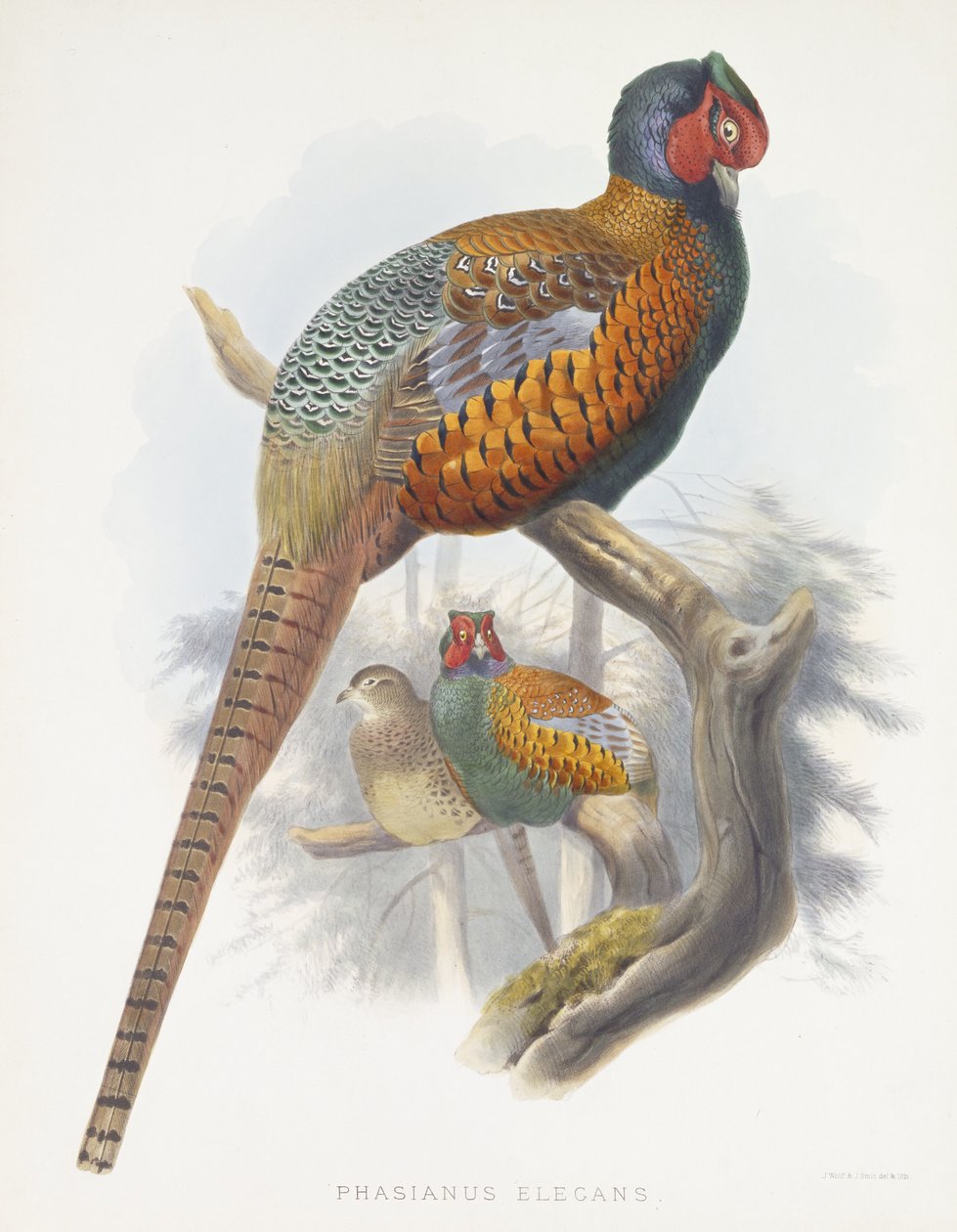 雉鸡（优雅雉鸡），1870-1872 作者 丹尼尔·吉罗·艾略特（Daniel Giraud Elliot）