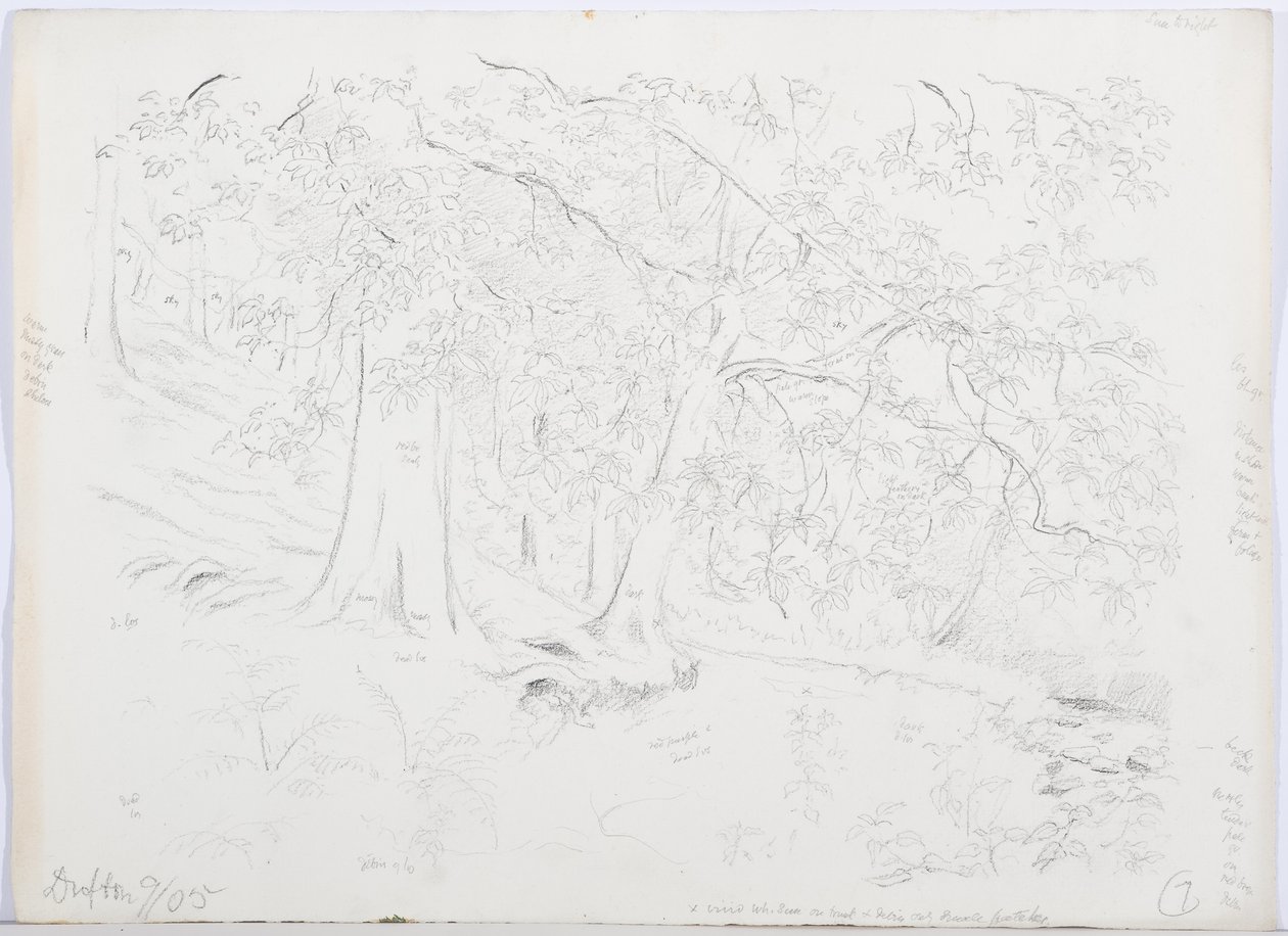 c.1916（铅笔和纸上的wc） 作者 丹尼尔·奥利佛（Daniel Oliver）