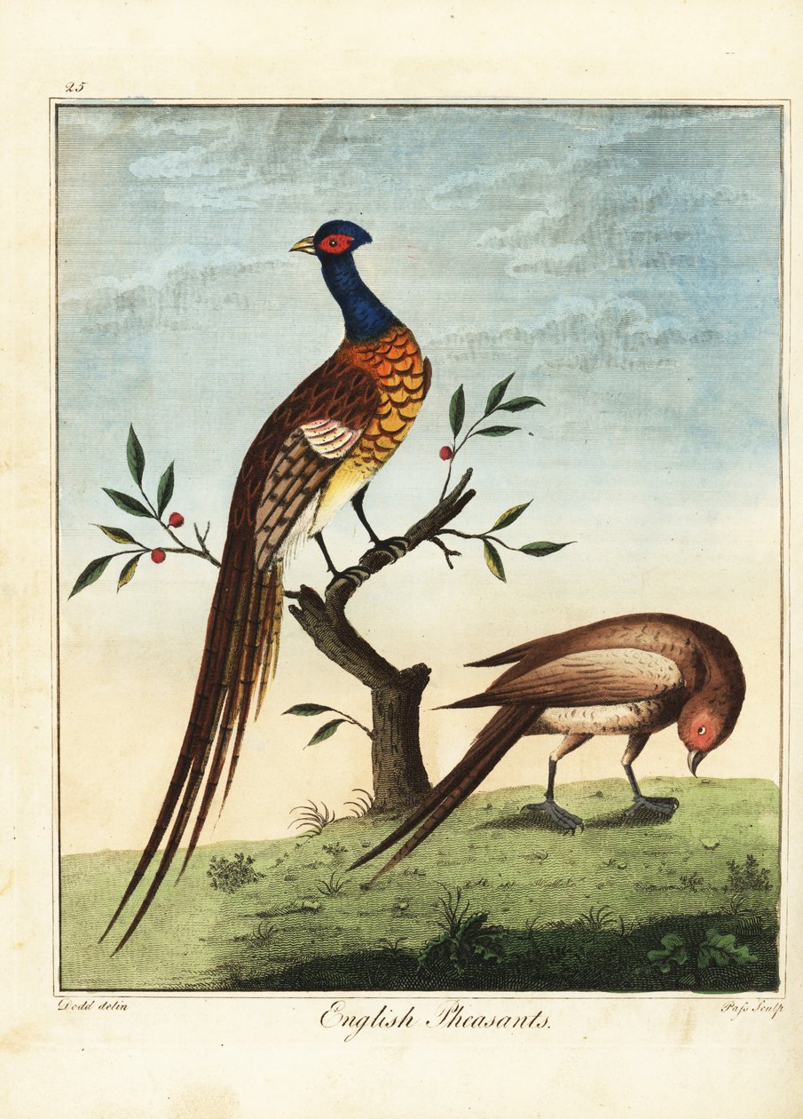 英国雉鸡，雄性和雌性。 1792（刻） 作者 丹尼尔（后）多德