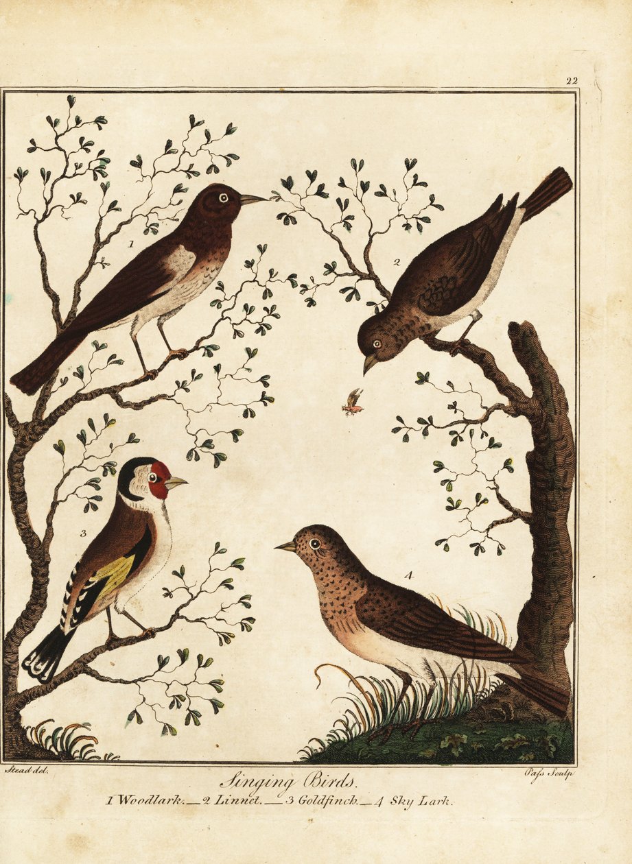 鸣禽：林雀、红雀、金翅雀、云雀。 1792（刻） 作者 丹尼尔（后）多德