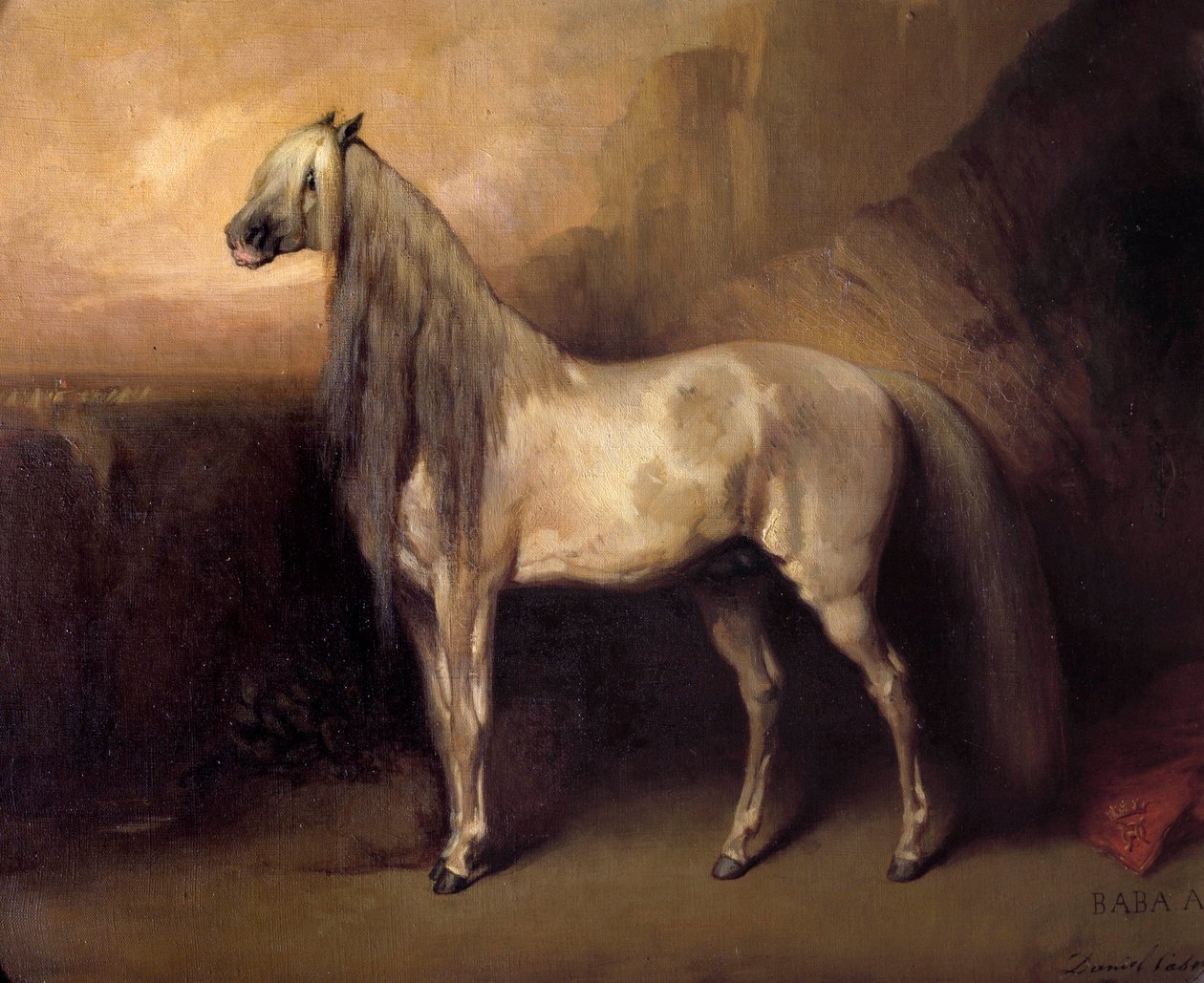巴巴·阿里，阿拉伯马 由奥马勒公爵亨利·奥尔良将军 (1822-1897) 绘画，丹尼尔·凯西 (？-1885) 1852 年周日。 0,49x0,6 m 尚蒂伊，孔德博物馆 作者 丹尼尔凯西