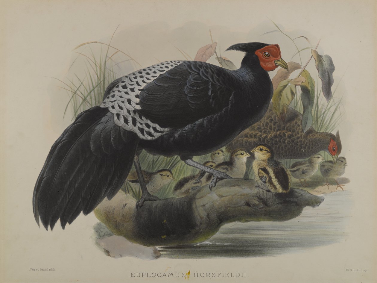 Euplocamus Horsfieldii (color litho) 作者 丹尼尔·吉罗和古尔德·约翰·埃利奥特