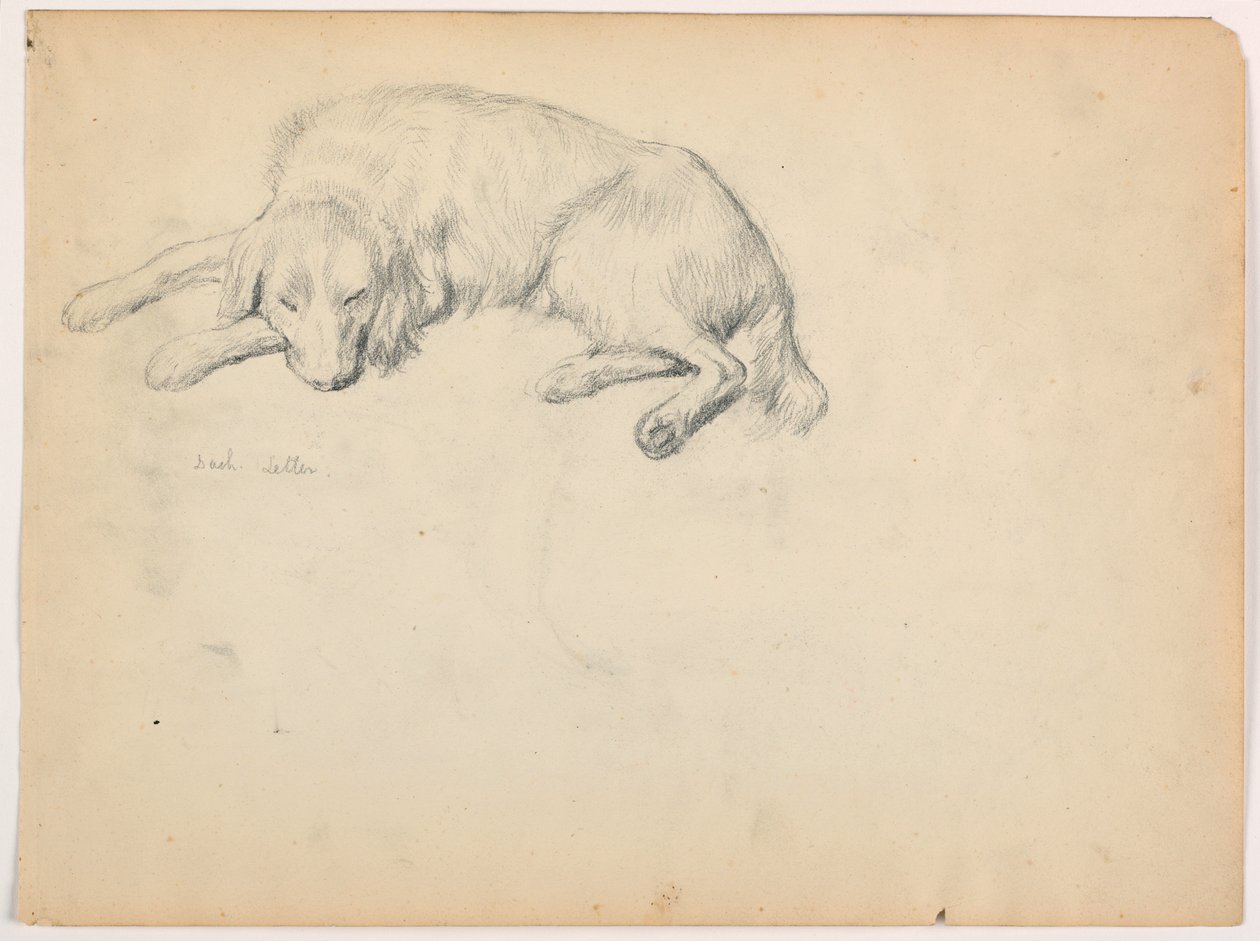素描，小飞（一只赛特犬），约 1862 年 作者 丹尼尔·亨廷顿