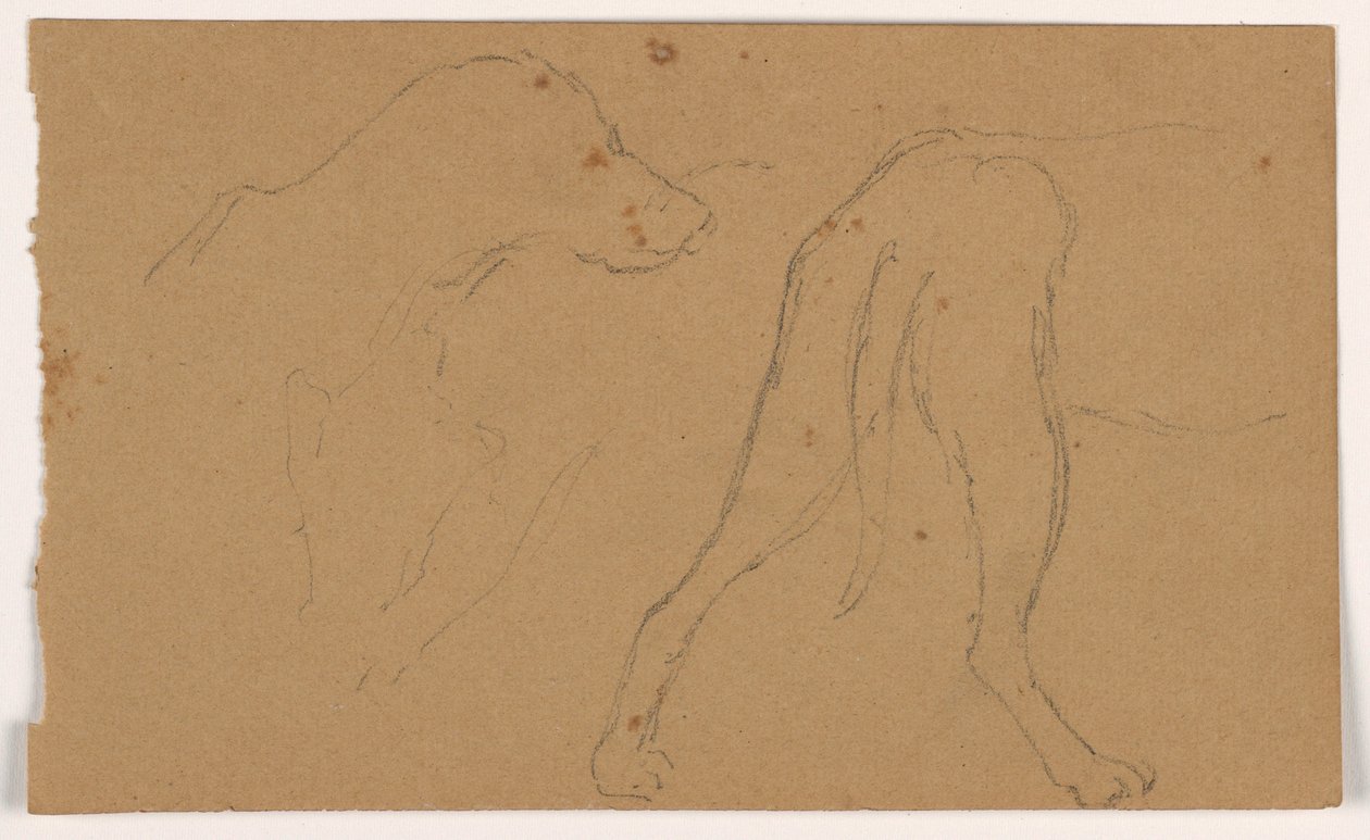 素描，米洛（一只指针犬），头部和身体，约 1862 年 作者 丹尼尔·亨廷顿