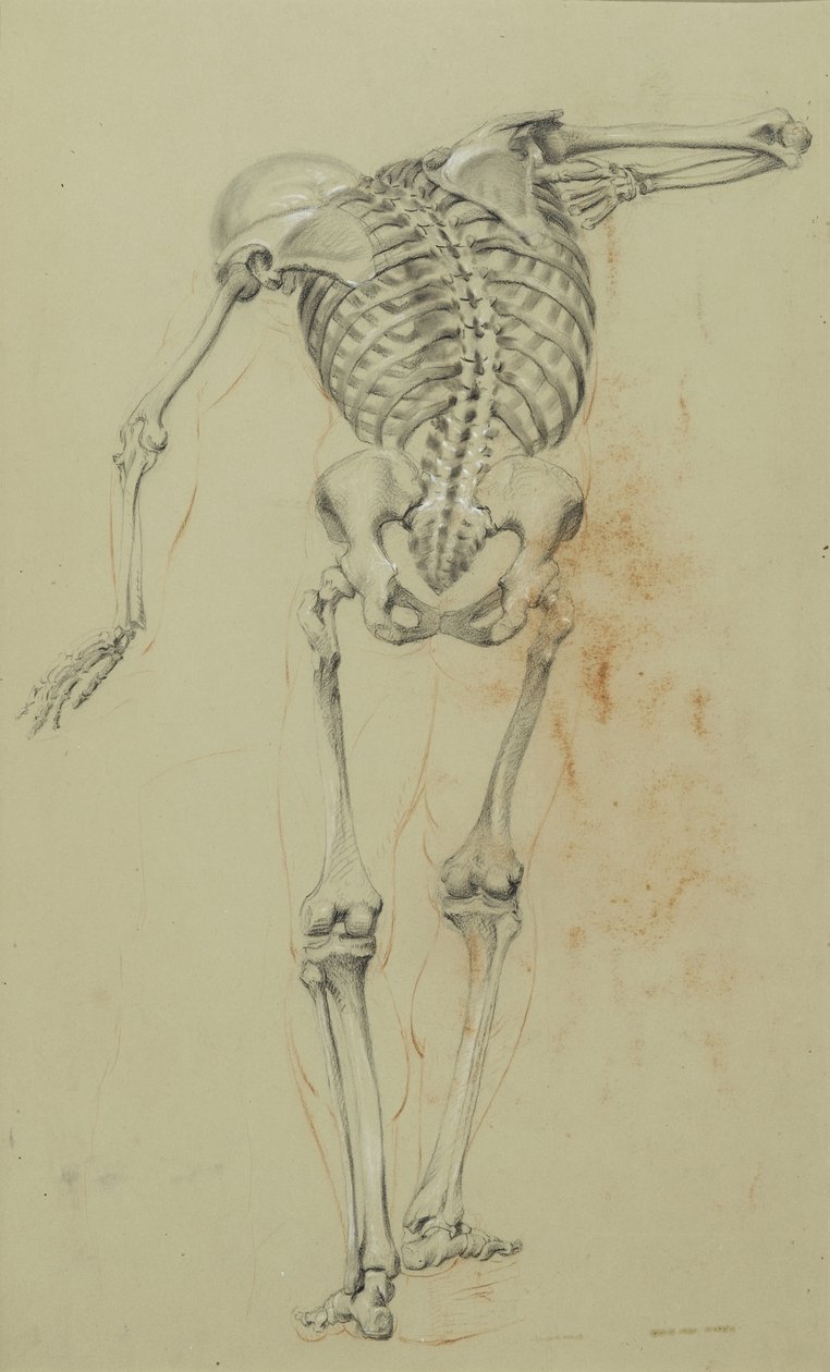 骨架研究，c.1848（纸板上安装的棕褐色纸上的粉笔和蜡笔） 作者 丹尼尔·亨廷顿