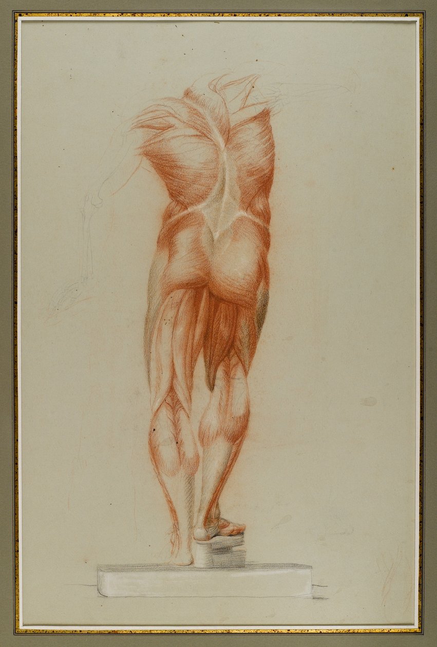 Écorché（肌肉组织图研究），c.1848（纸上粉笔和石墨） 作者 丹尼尔·亨廷顿