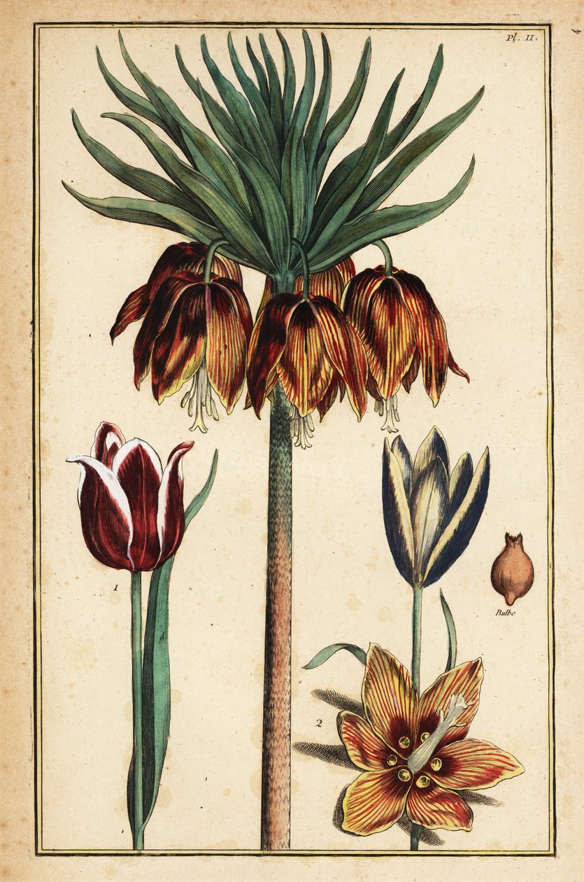 Crown imperial lily, Fritillaria imperialis, and tulips, Tulipa gesneriana 作者 丹尼尔·拉贝尔（Daniel Rabel）