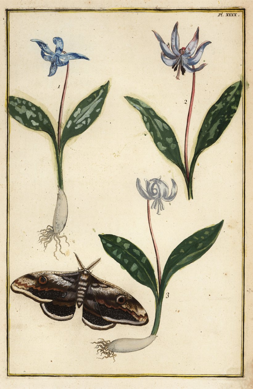 狗牙紫罗兰或狗牙紫罗兰、Erythronium dens-canis 和蛾 作者 丹尼尔·拉贝尔（Daniel Rabel）