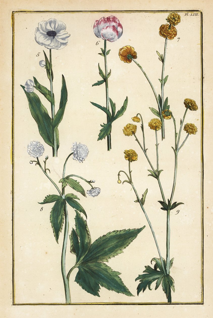 球状花，Trollius europaeus，以及其他种类的毛茛，Ranunculus glacialis，等等。 作者 丹尼尔·拉贝尔（Daniel Rabel）