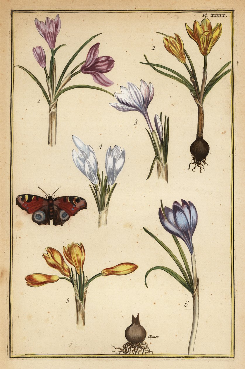 春天的红花，Crocus vernus，和欧洲孔雀蝴蝶，Aglais io 作者 丹尼尔·拉贝尔（Daniel Rabel）