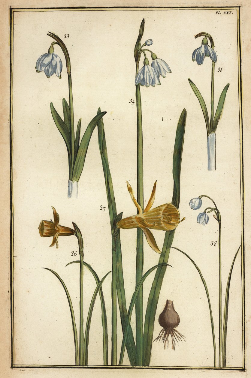 Wild daffodil, Narcissus pseudonarcissus, and snowdrops, Galanthus nivalis 作者 丹尼尔·拉贝尔（Daniel Rabel）