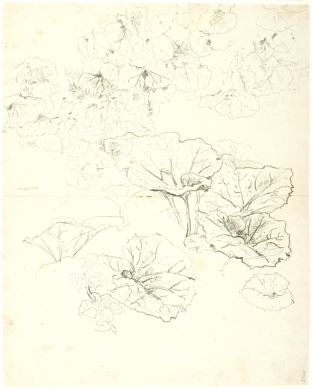 叶片研究 作者 Dankvart Dreyer
