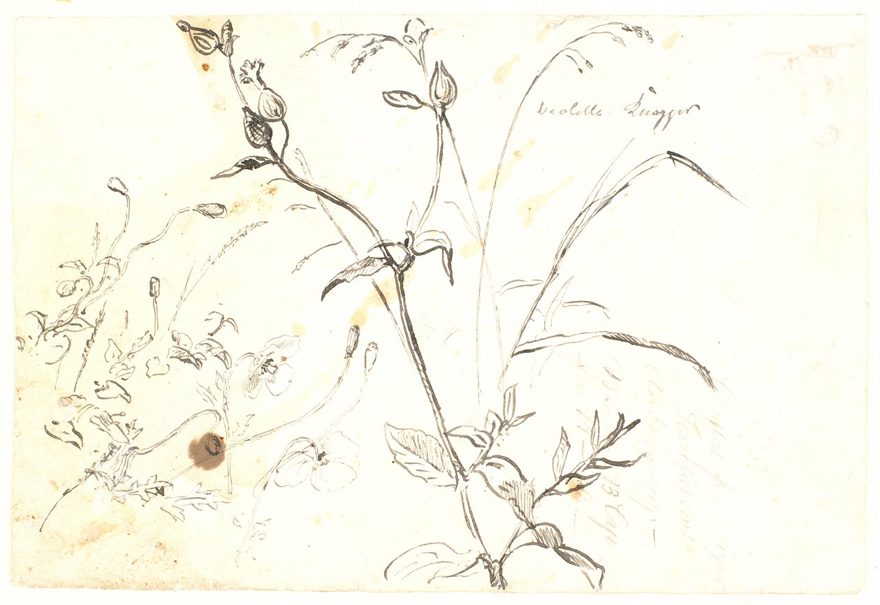 植物学家 作者 Dankvart Dreyer