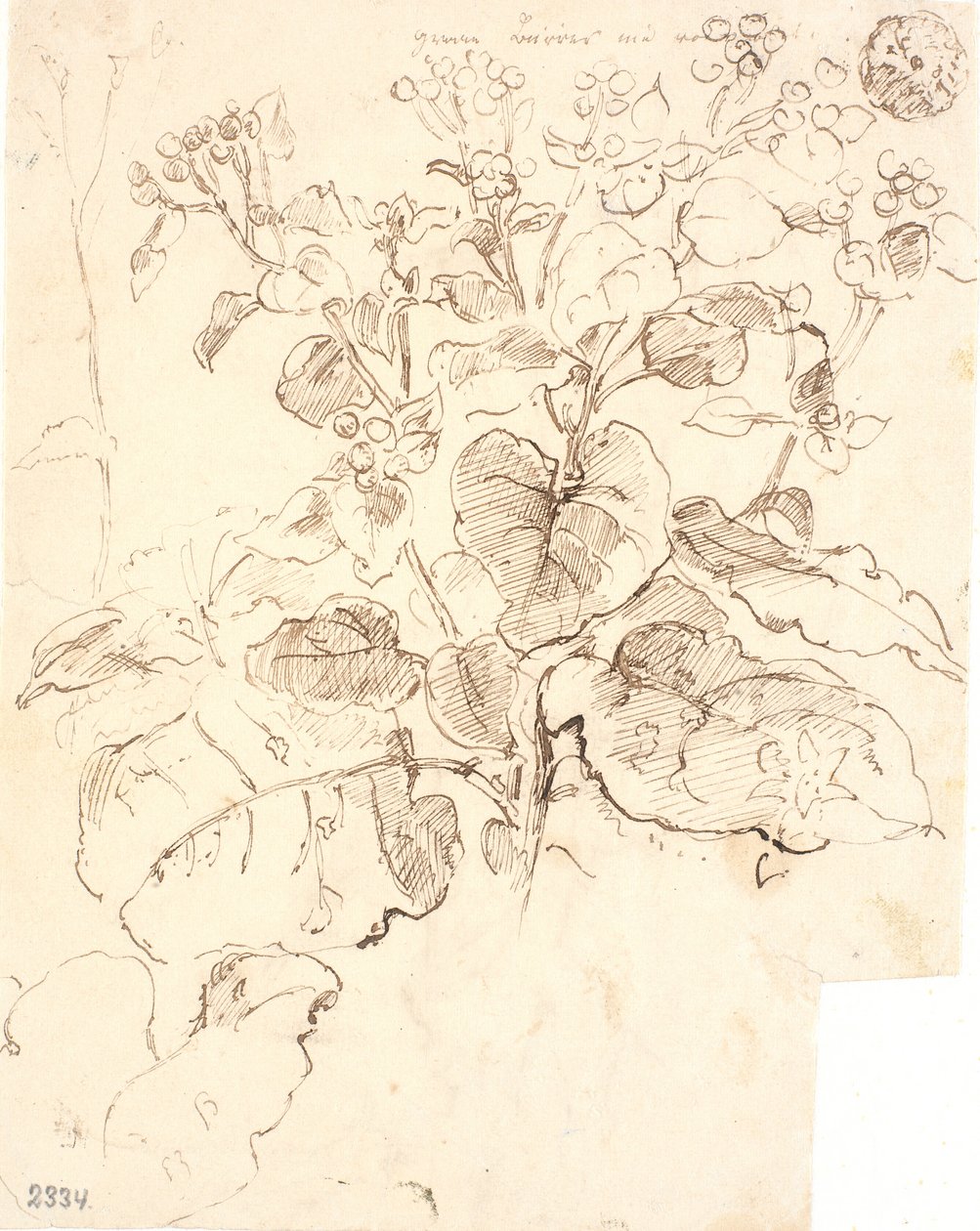 植物学家 作者 Dankvart Dreyer