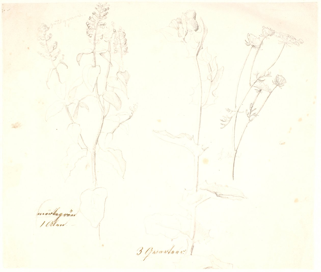 植物学家 作者 Dankvart Dreyer