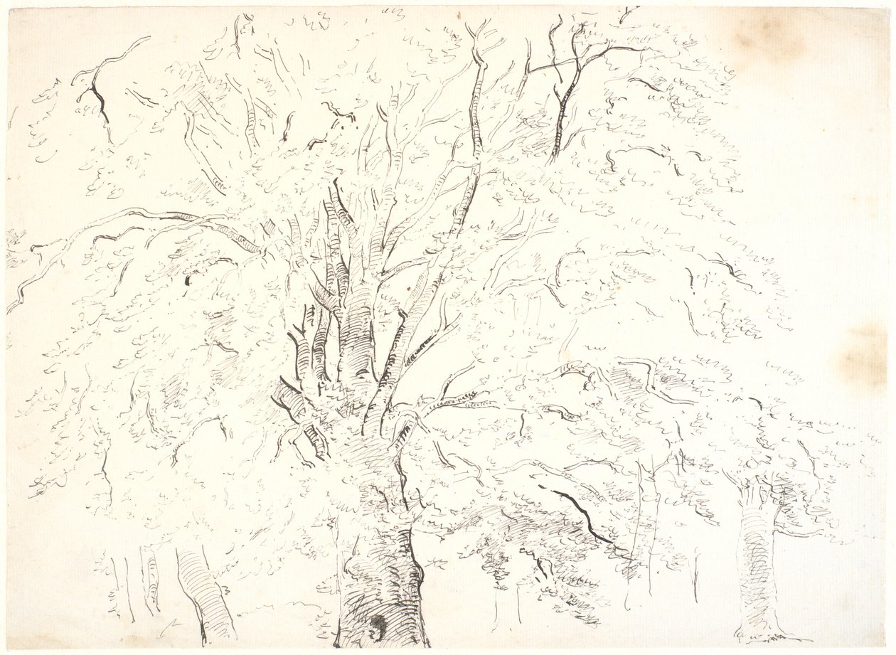 树冠研究 作者 Dankvart Dreyer