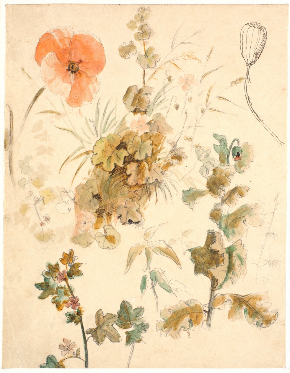 研究不同的花朵，包括罂粟花 作者 Dankvart Dreyer