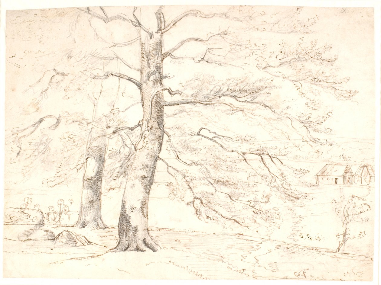 风景图，前景为大型山毛榉树 作者 Dankvart Dreyer