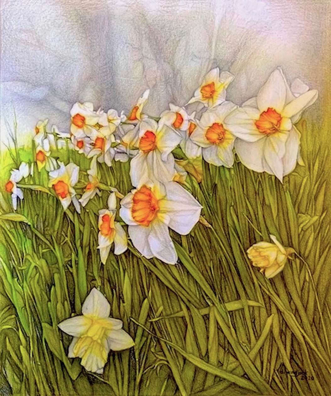 舞动的水仙花，2020 年（纸上铅笔画） 作者 达雷尔·温杰克