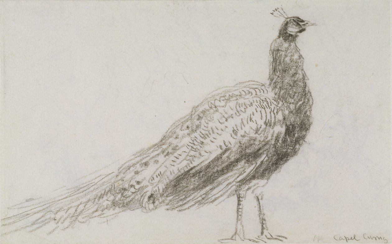 孔雀在Capel Curig，c.1845（编织纸上的黑色粉笔） 作者 大卫·考克斯