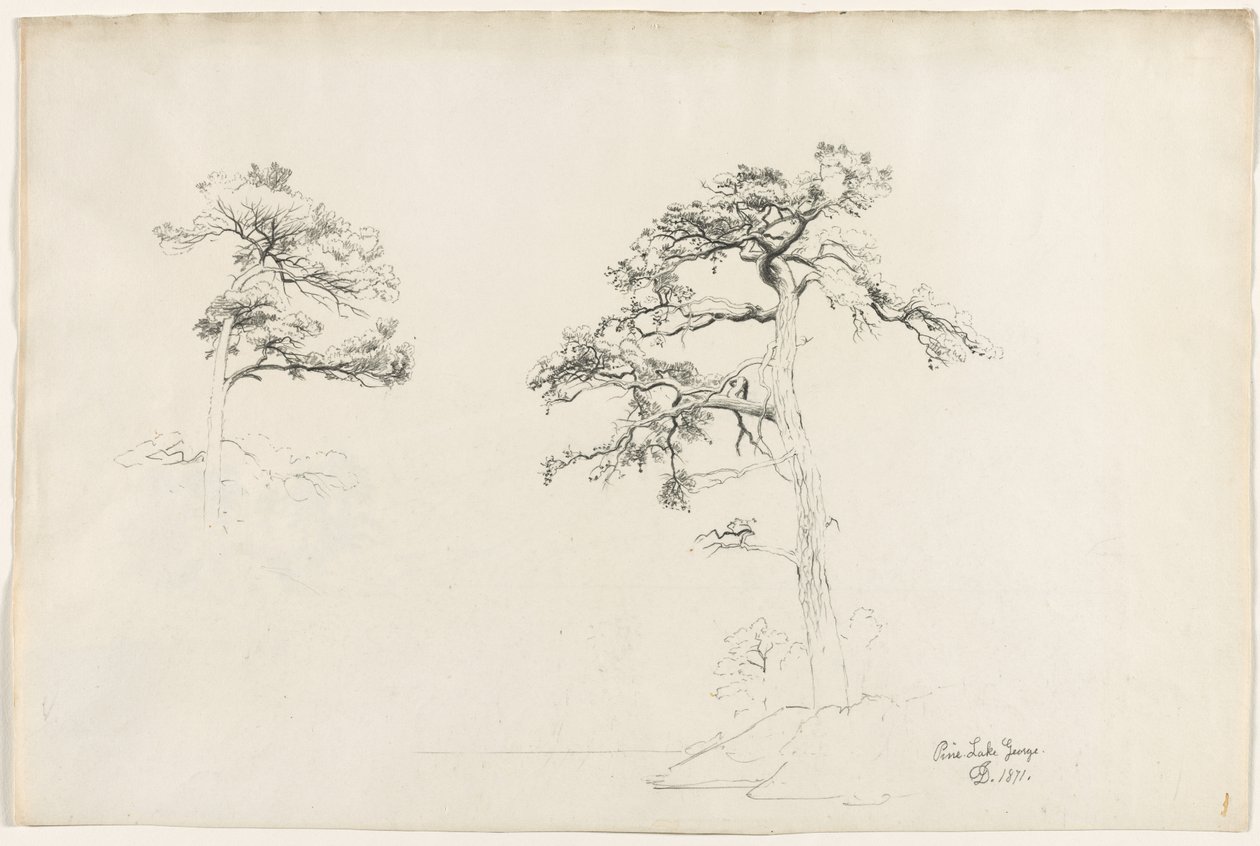 松树，乔治湖，1871年。 作者 戴维·约翰逊