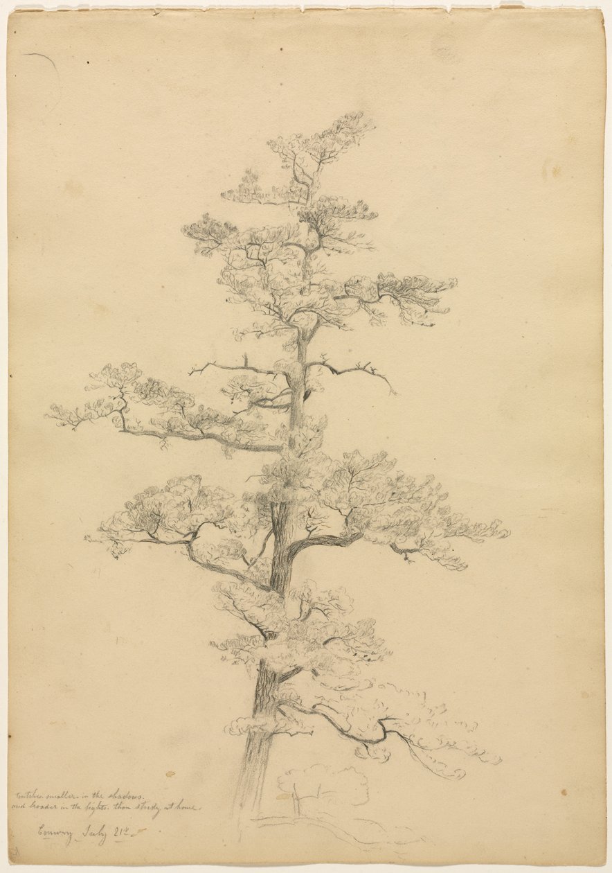 松树，康威，新罕布什尔州直肠，景观和树木研究，c。 1851年。 作者 戴维·约翰逊