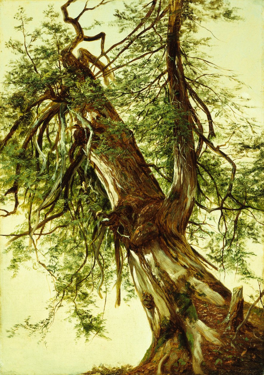 雪松研究（布面油画） 作者 戴维·约翰逊