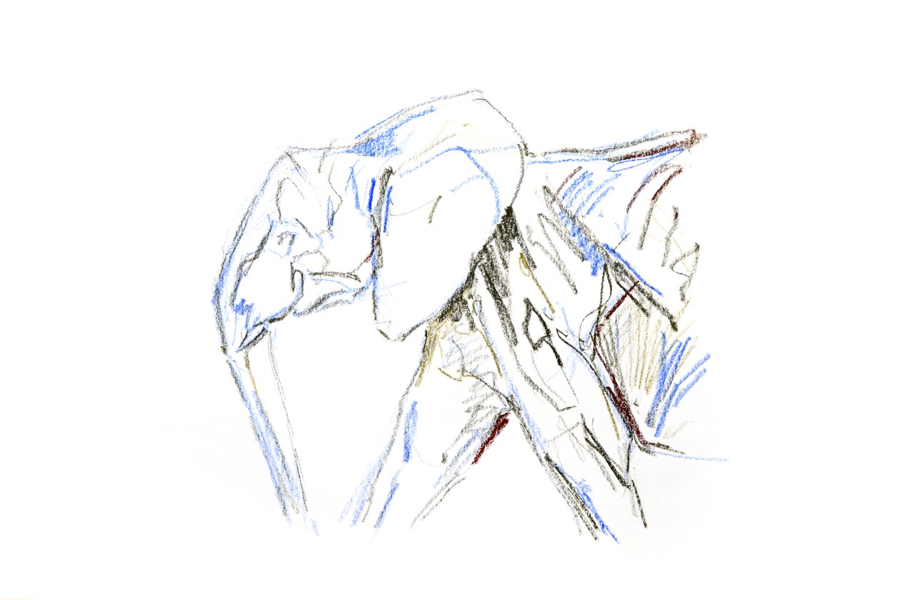 非洲象，2021 年（蜡笔在纸上） 作者 大卫·迈耶