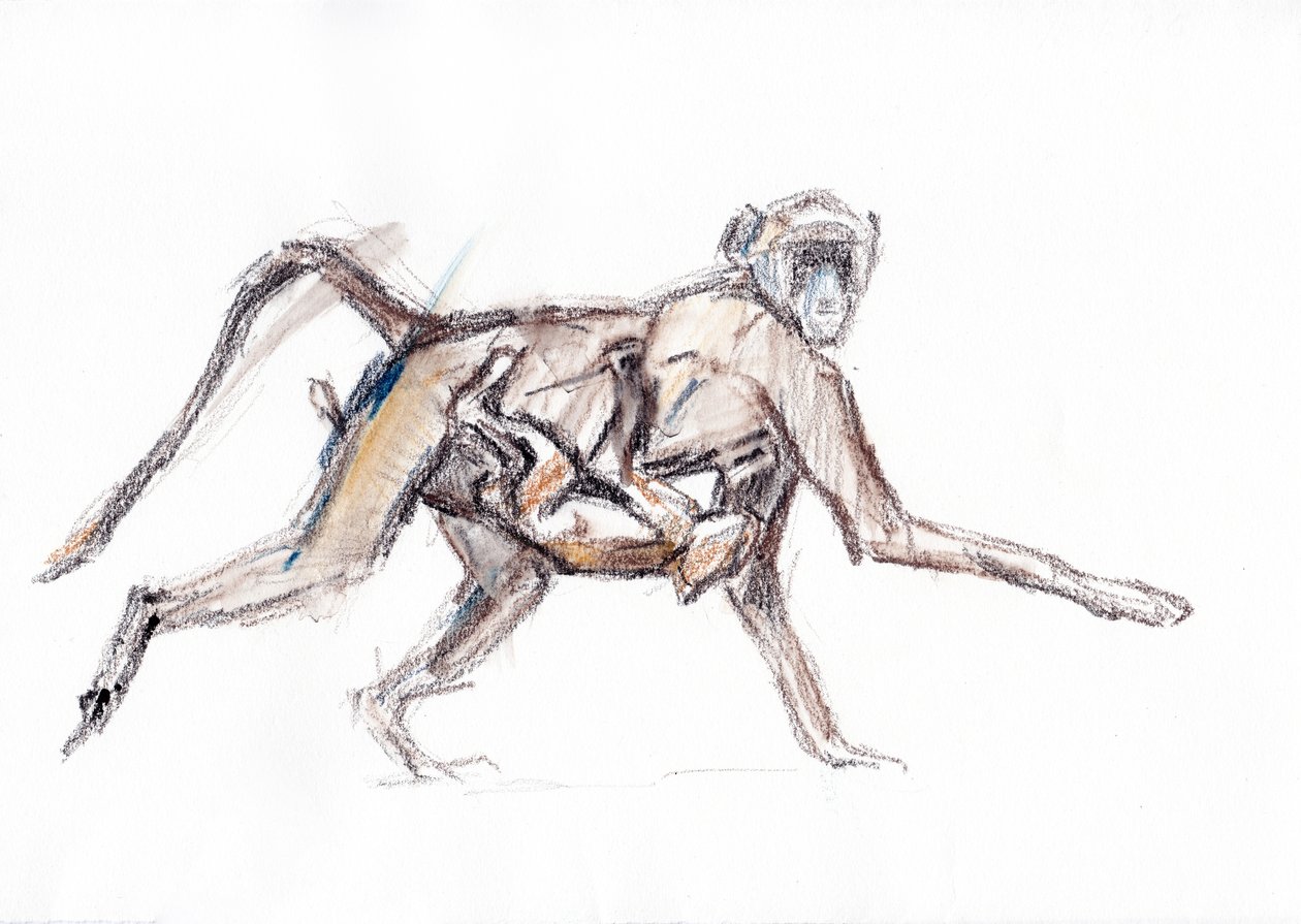 狒狒和幼崽，2020 年（纸上蜡笔画） 作者 大卫·迈耶