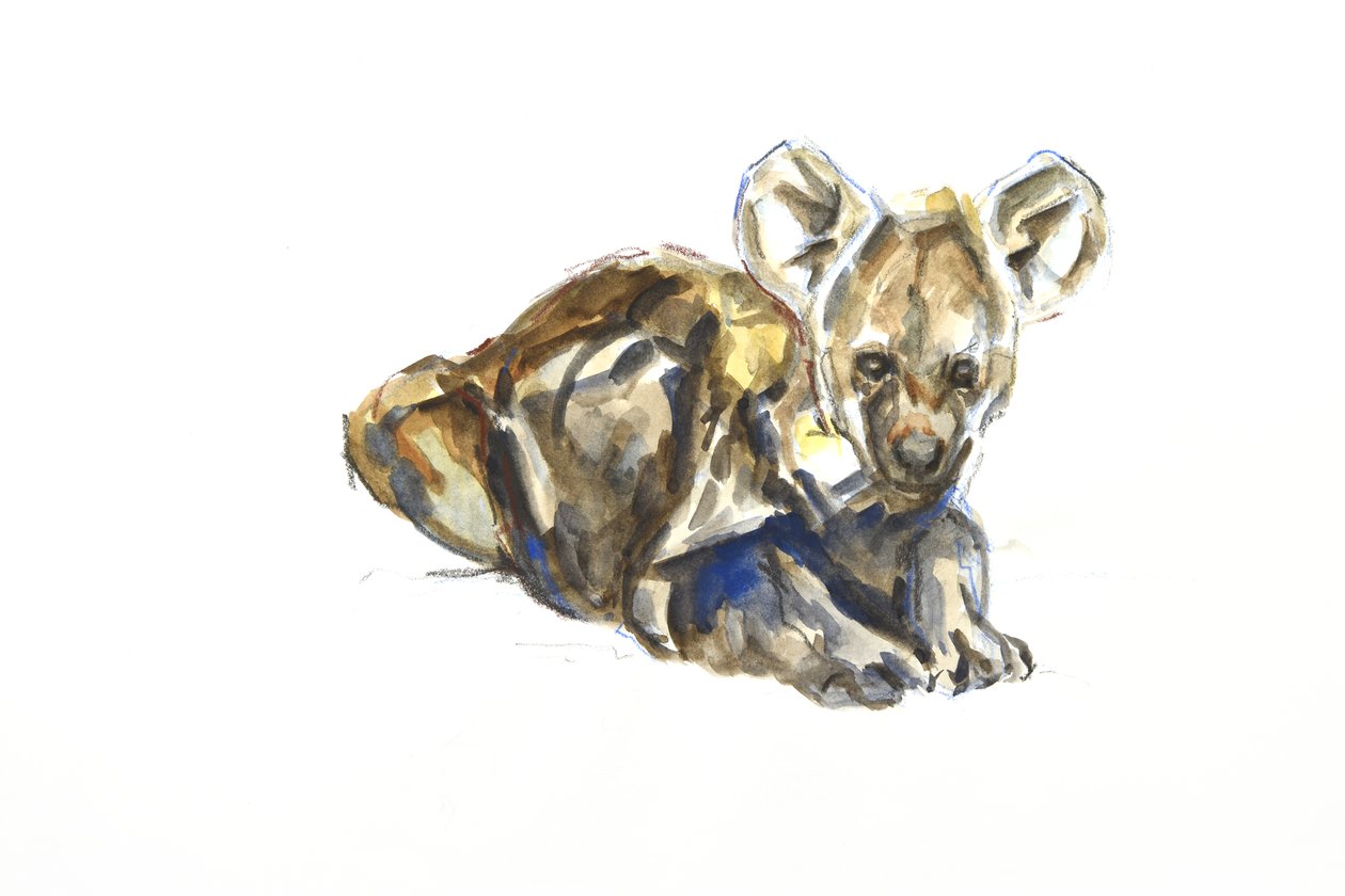 鬣狗幼崽，2020 年（纸上水彩、蜡笔和水粉画） 作者 大卫·迈耶