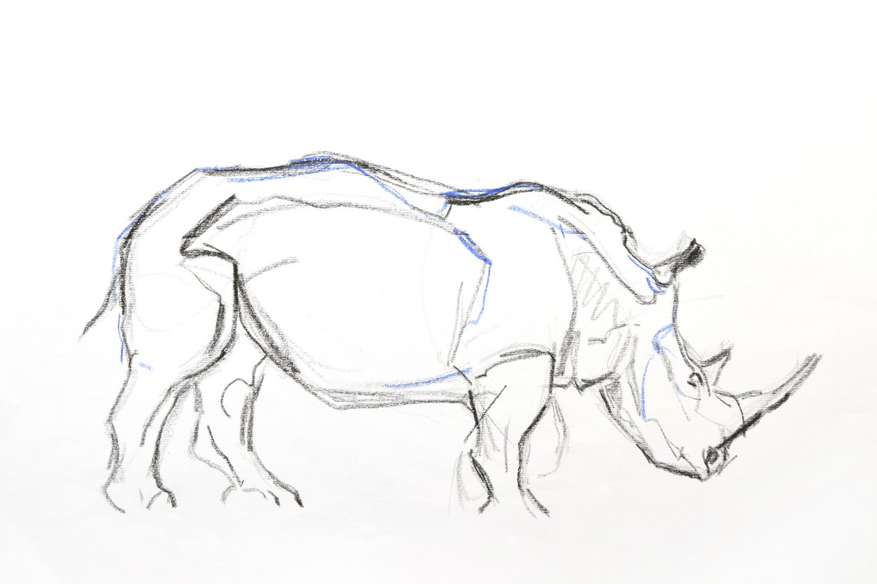 白犀牛》，2021 年（纸上蜡笔和水彩画） 作者 大卫·迈耶
