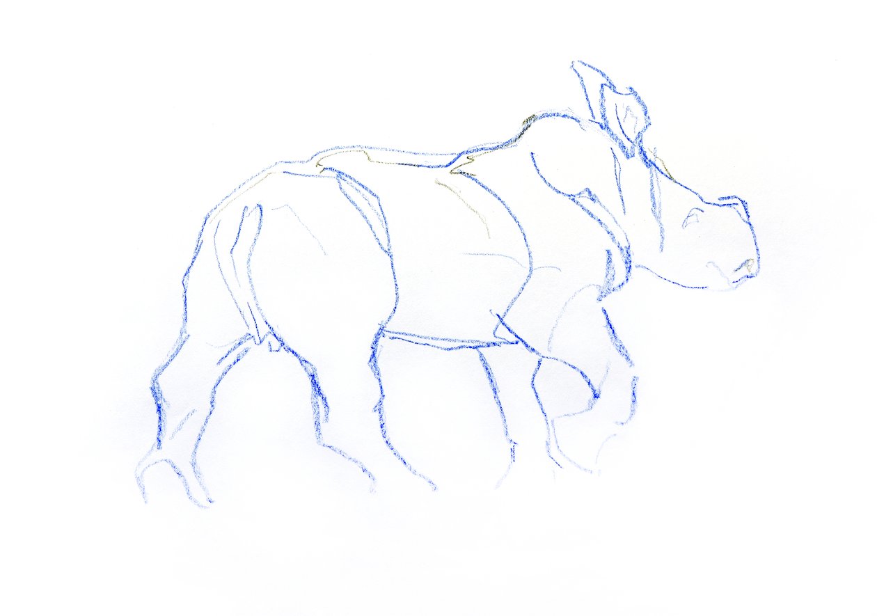 白犀牛小牛，2020 年（纸上蜡笔画） 作者 大卫·迈耶