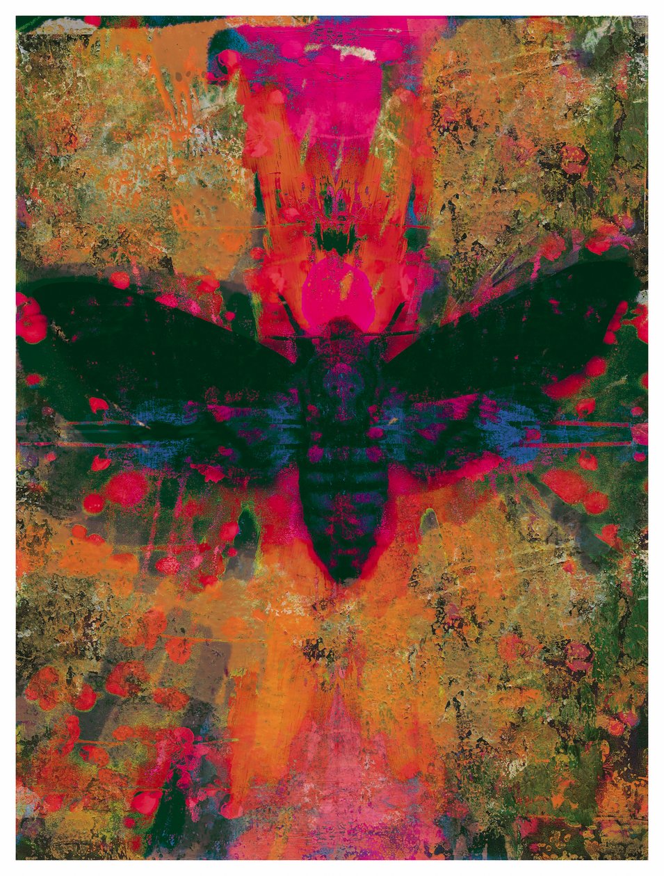 死亡之蛾拼贴画，2016（纸上拼贴画）。 作者 大卫·麦康诺奇