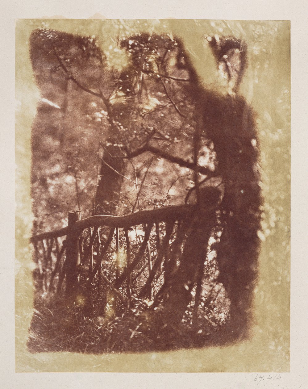 Colinton Wood的栅栏和树木（来自calotype negative的盐纸印刷） 作者 大卫·奥克塔维斯·希尔