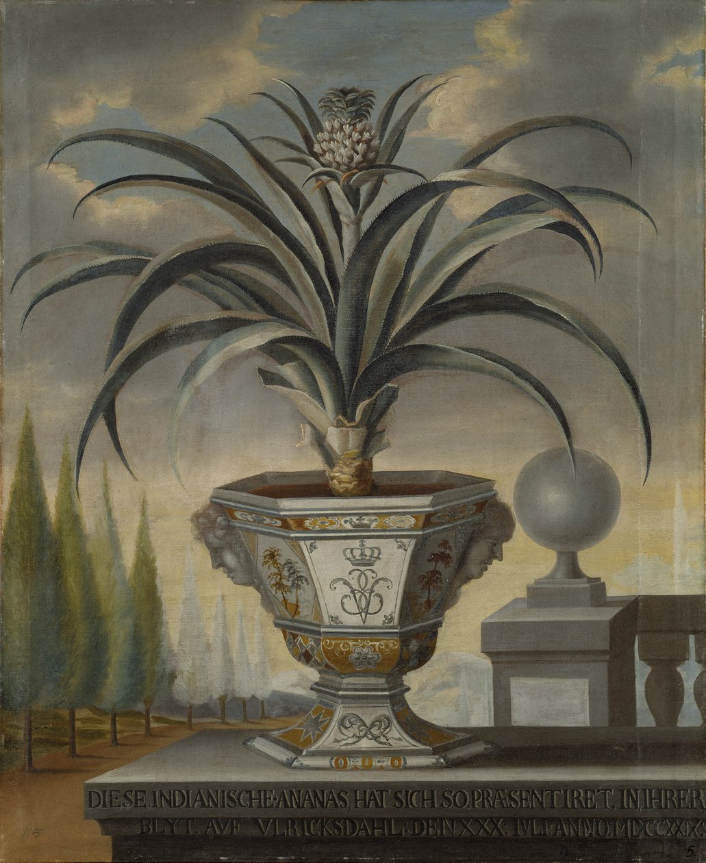 菠萝植物，1729年 作者 来自Coln的David