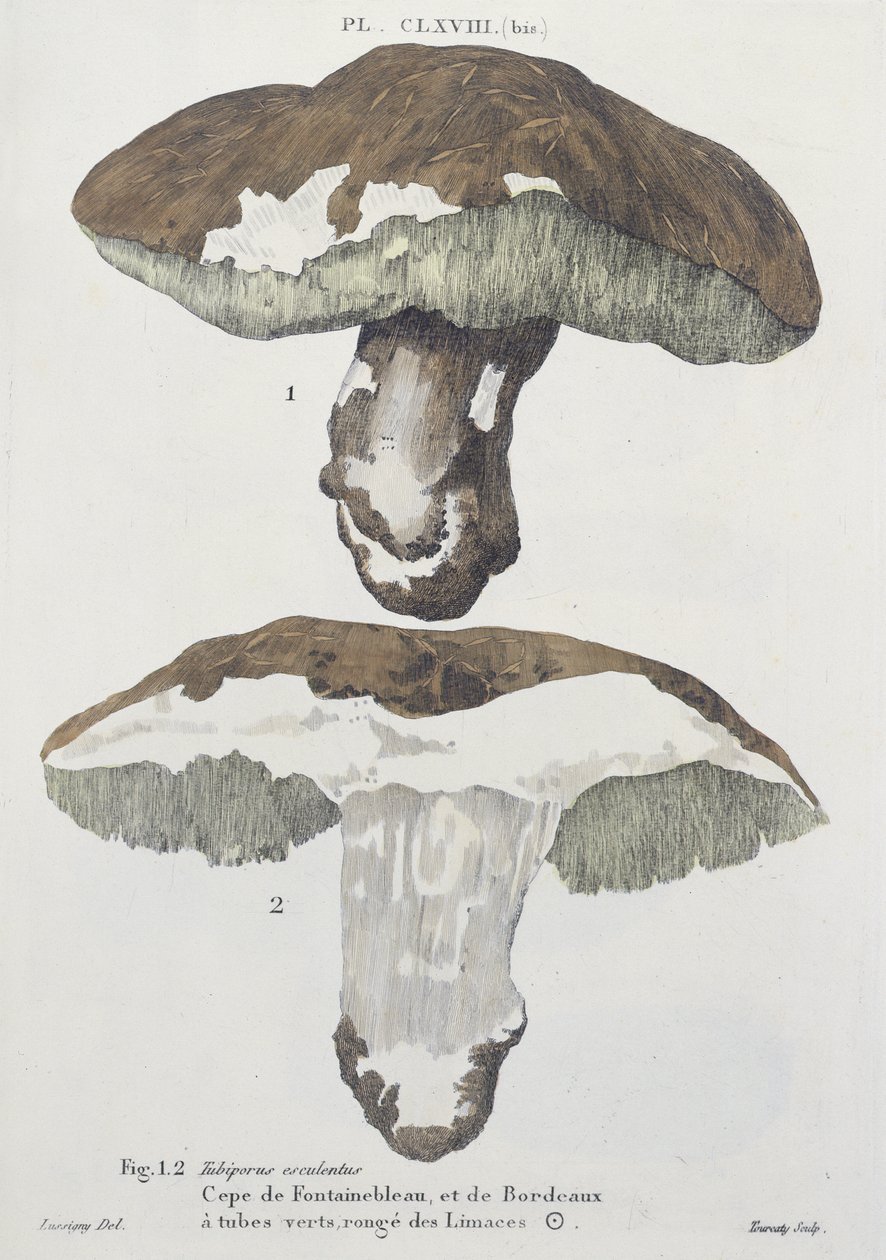 Tubiporus esculentus，板块168来自JH Leveille的&39;JJ Paulet的蘑菇的图像&39;，由Tourcaty雕刻，1855年 作者 德吕西尼