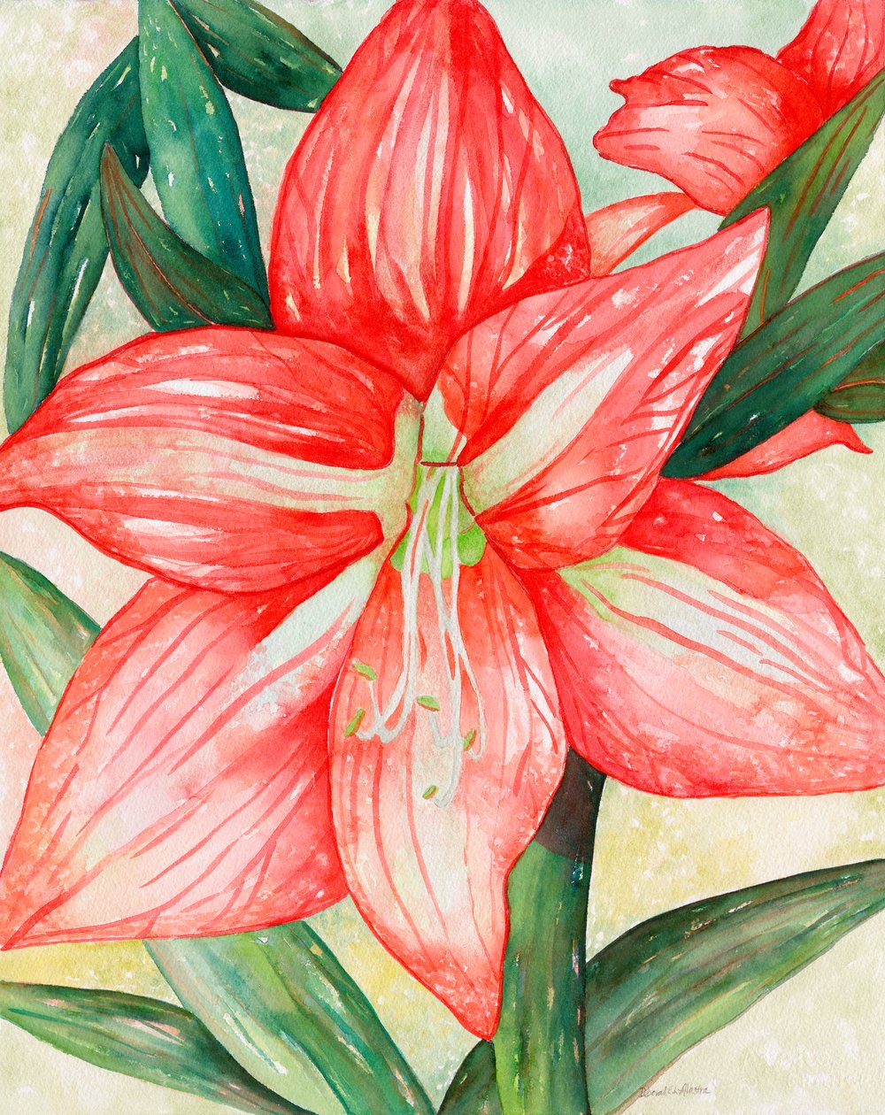 金盏花，2005 年（水彩画） 作者 黛博拉·伊芙·阿拉斯特拉