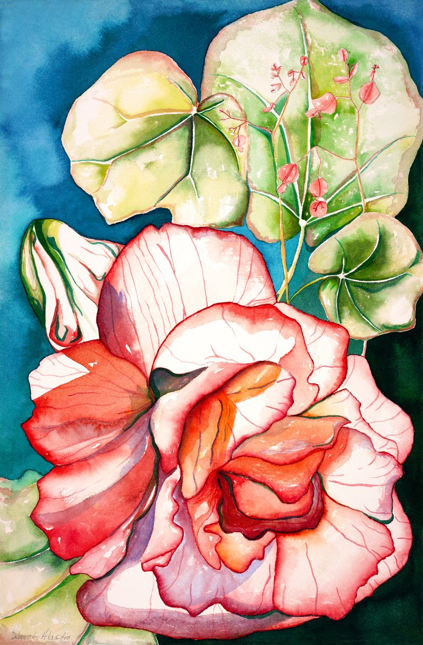 海棠；2006 年（水彩画） 作者 黛博拉·伊芙·阿拉斯特拉
