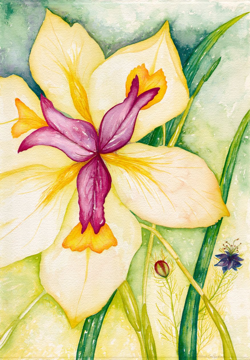 莉莉和朋友们》，2007 年（水彩画） 作者 黛博拉·伊芙·阿拉斯特拉
