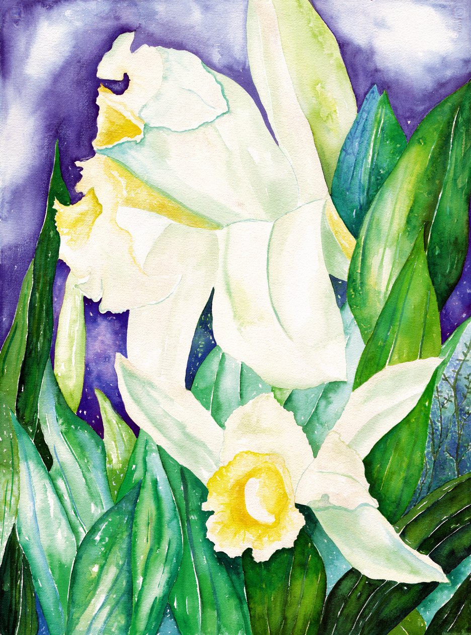夜兰，2007 年（水彩画） 作者 黛博拉·伊芙·阿拉斯特拉