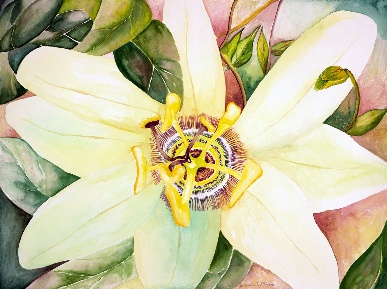 西番莲，2007 年（水彩画） 作者 黛博拉·伊芙·阿拉斯特拉