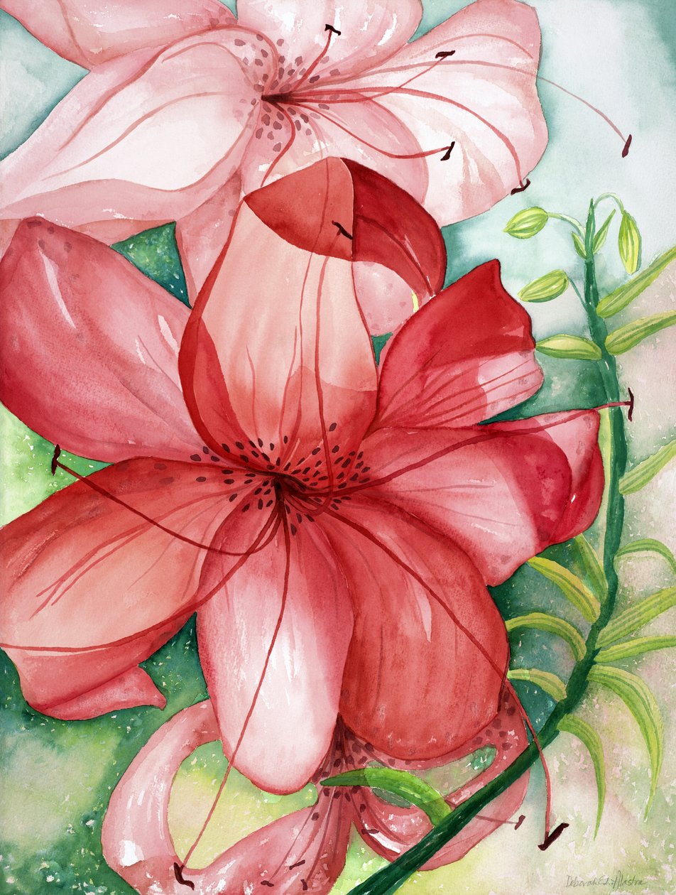 虎皮兰，2007 年（水彩画） 作者 黛博拉·伊芙·阿拉斯特拉