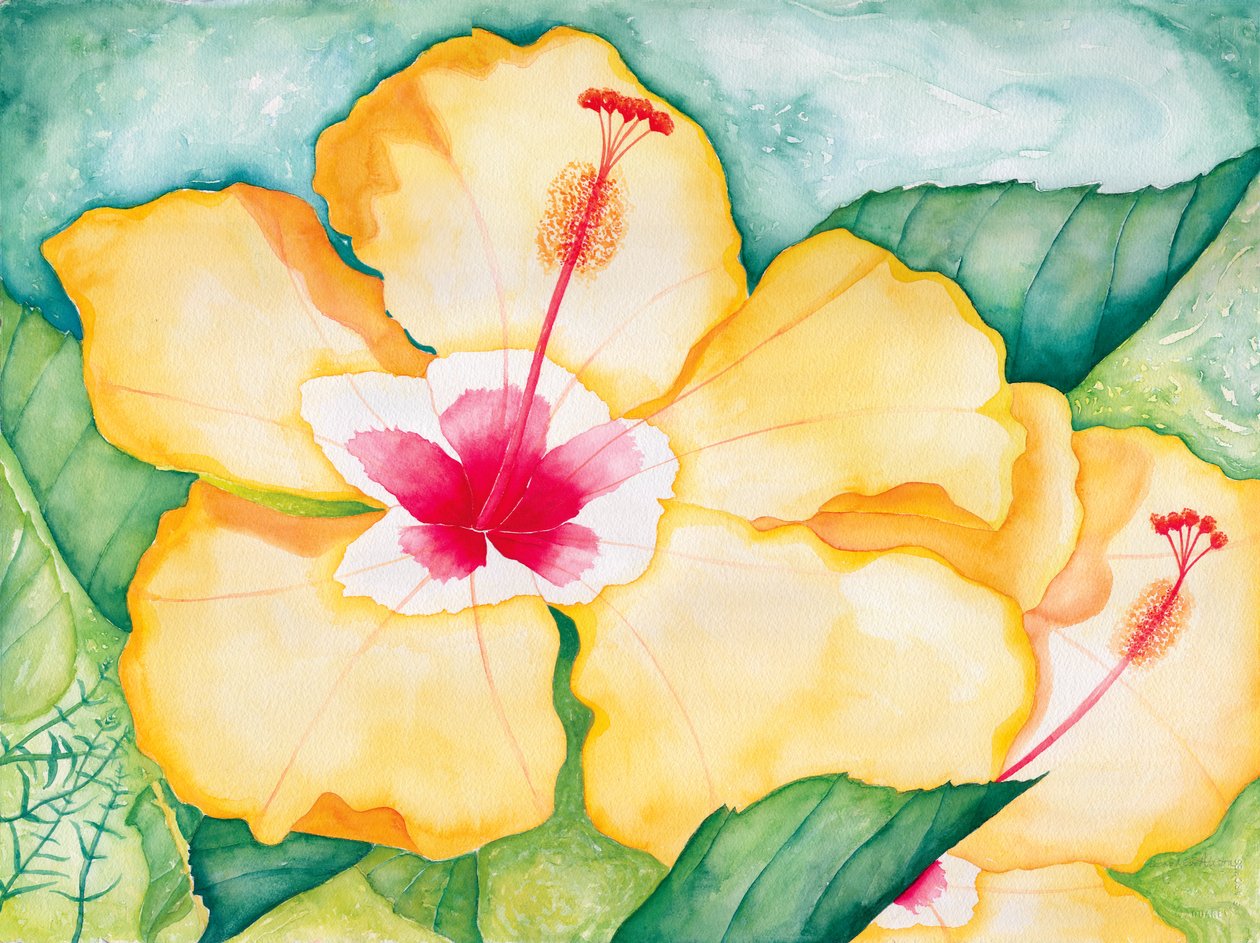 黄芙蓉，2006 年（水彩画） 作者 黛博拉·伊芙·阿拉斯特拉