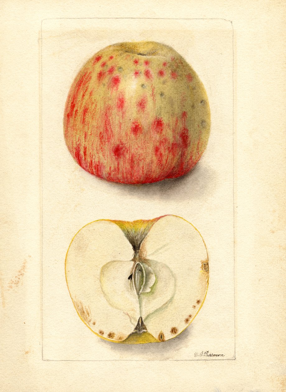 苦坑苹果（Malus domestica）（水彩画） 作者 黛博拉·格里斯科姆·帕斯莫尔