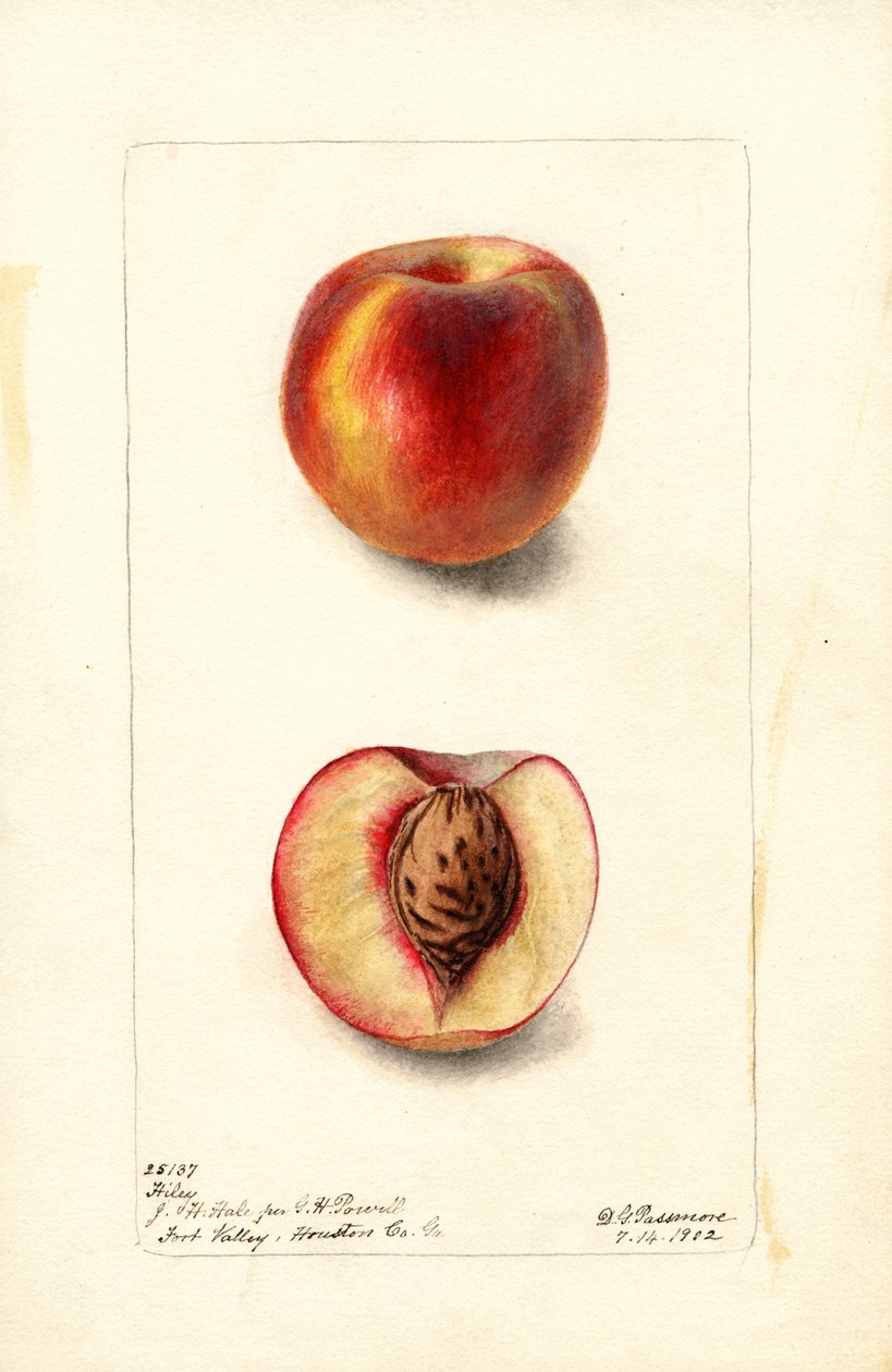 桃子（Prunus persica: Hiley）（水彩画） 作者 黛博拉·格里斯科姆·帕斯莫尔
