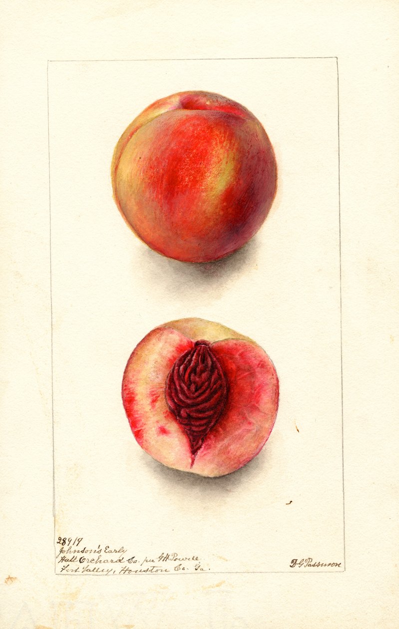 桃子（Prunus persica: Johnsons Early）（水彩画） 作者 黛博拉·格里斯科姆·帕斯莫尔