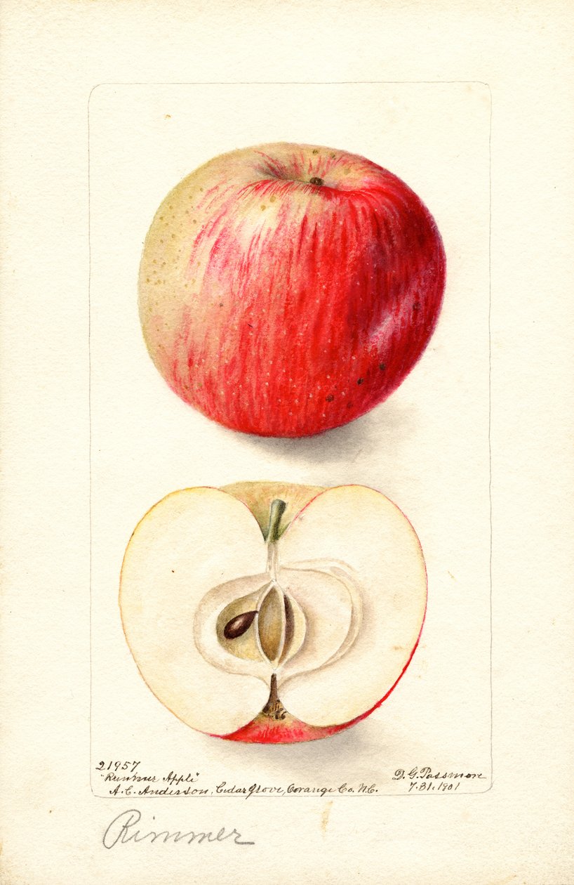 里默苹果（Malus domestica）（水彩画） 作者 黛博拉·格里斯科姆·帕斯莫尔